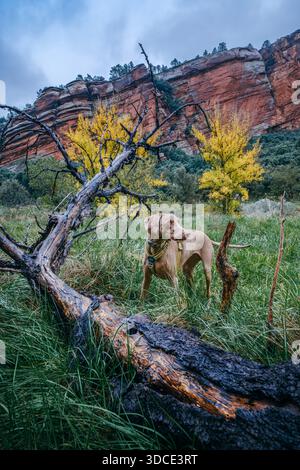 Weimaraner Hund, der auf einem Feld bei einem umgestürzten Baum mit roten Sandsteinklippen von Penas Royas, Teruel, Aragon, Spanien steht Stockfoto