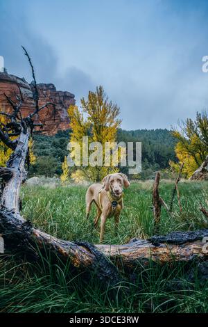 Weimaraner Hund in der Herbstlandschaft mit roten Klippen in Teruel Stockfoto