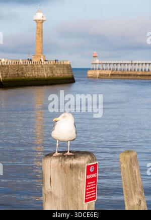 Eine Möwe mit Whitby Piers im Hintergrund, North Yorkshire, England. Stockfoto