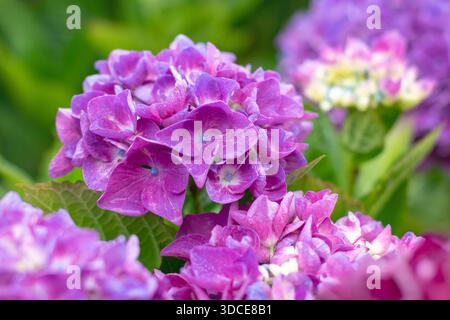 Hortensie Macrophylla Blumenhaufen mit leuchtend rosa Blüten und hellblauen Zentren. Üppige, farbenfrohe Sommerblüten mit sattem Detail. Stockfoto