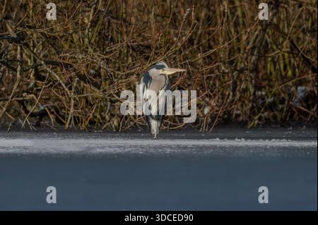 Heron, der auf einem gefrorenen Teich steht Stockfoto
