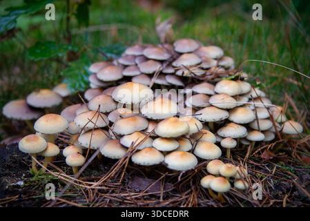 Baumpilze, die im Herbst auf verfaulten Stämmen und umgestürzten Bäumen im Berliner Grunewald wachsen. Stockfoto