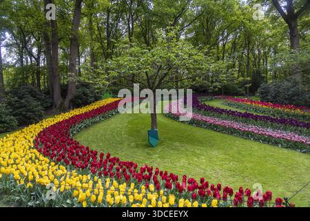 Keukenhof, Niederlande - 6. Mai 2019: Blick auf die pulsierenden Tulpenbeete, die sich durch üppig grüne Rasenflächen schlängeln, eingerahmt von hoch aufragenden Bäumen im Garten. Stockfoto