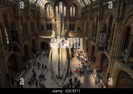 London, Großbritannien - 23. April 2022: Blick auf das Kolossalskelett, das dramatisch in der großen Halle des Victoria Albert Museums aufgehängt ist, in weiche Bäder getaucht Stockfoto