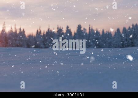Eine ruhige Winterlandschaft mit frischem Schnee im Vordergrund und einer Linie schneebedeckter Kiefern, die sich mit einem sanften rosa und orangen Twilig abheben Stockfoto