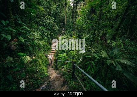 Blick auf Treppen, die in einen dichten, lebendigen grünen Wald führen, wo Licht durch das Baumdach im Mindo-Nambillo-ökologischen Naturschutzgebiet, Mindo, Pichin filtert Stockfoto