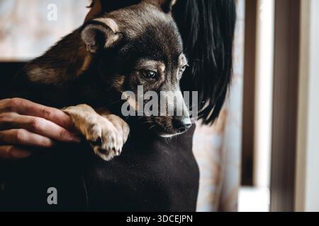 Trauriger Hund ist in einem Freiwilligen, der Hände hilft. Eine Adoption von Rettungstieren. Ein einsamer verlorener Hund umarmt einen Menschen. Die Person adoptiert den verlassenen obdachlosen Hund Stockfoto