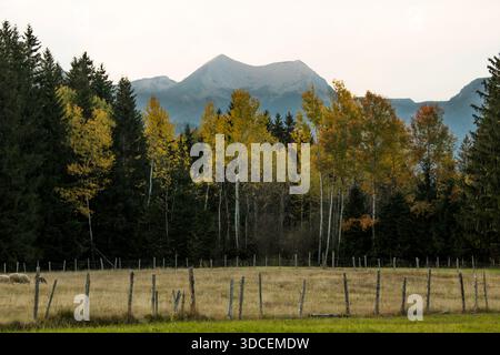 Blick auf eine ruhige Landschaft mit einem lebhaften Wald mit Herbstfarben, einem rustikalen Holzzaun und majestätischen Bergen im Hintergrund, Krun, Bayern Stockfoto