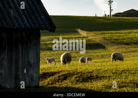 Blick auf Schafe grasen friedlich auf einem lebhaften grünen Hügel, das goldene Licht wirft lange Schatten in der Nähe eines alten Holzgebäudes, Krun, Bayern, Deutschland. Stockfoto