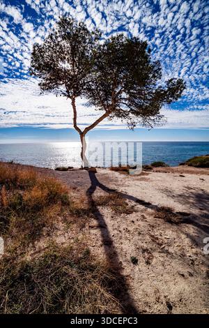 Einsamer Baum, beleuchtet von heller Küstensonne Stockfoto