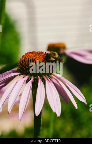 Hummel auf Purple Echinacea Flower Stockfoto
