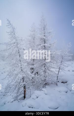 Schneebedeckte Tannen mit blauem Himmel und Nebel Stockfoto