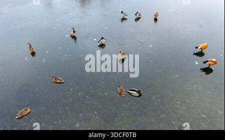 Zahlreiche Stockenten versammeln sich auf dem dünnen Eis eines teilweise gefrorenen Sees, deren leuchtend grüne Köpfe im Kontrast zu den gedämpften Wintertönen stehen Stockfoto