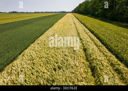 Aus der Vogelperspektive eines Flickenteppichs goldener und grüner landwirtschaftlicher Felder, die sich zum Horizont hin erstrecken und im Kontrast zum Dunkelgrün des angrenzenden Fo stehen Stockfoto