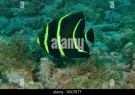 Pomacantus paru, Franzosen-Kaiserfisch, französischer Engel, juvenil, Curacao Stockfoto
