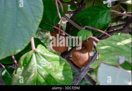 Frische Bio-Kiwis, die auf einer Weinrebe in einem sonnigen Obstgarten wachsen. Nahaufnahme von Fuzzy braunen Kiwis umgeben von großen grünen Blättern, perfekt für gesunde Stockfoto