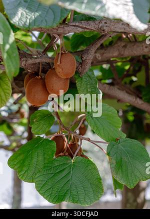 Bio-Kiwis-Anbau in einer Hausplantage. Eine Gruppe von frischen tropischen Früchten reift auf dem Baumzweig und fängt die Schönheit von ein Stockfoto