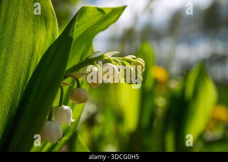 Nahaufnahme der blühenden Lilie der Talpflanzen (Convallaria majalis) Stockfoto