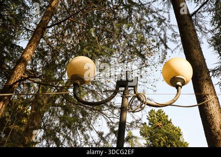 Traditionelle gebogene Laternenpfosten mit zwei diffusen Lichtkugeln, die in einen Kiefernwald integriert sind und natürliche Texturen und saisonale Veränderungen hervorheben. Stockfoto