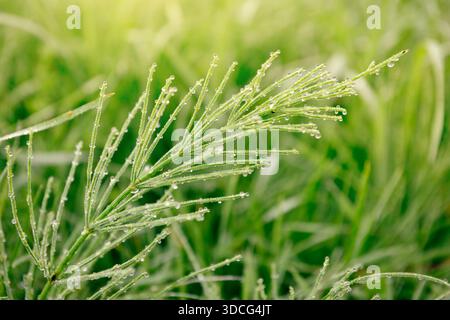 Schachtelhalmfeld (Equisetum arvense) mit Tropfen Morgentau wächst in freier Wildbahn. Natürlicher Hintergrund Stockfoto
