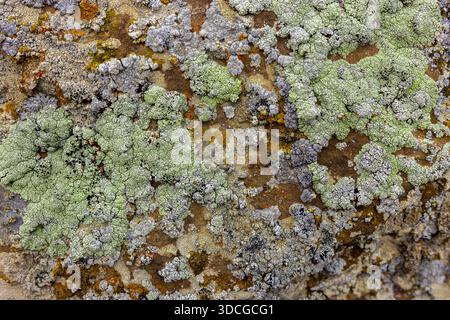 Der Blick auf die erdigen Texturen und leuchtend grünen Flechten bildet eine natürliche Leinwand, die sich von der alten Felsoberfläche in Shetpe, Mangystau Region, Kasachst abhebt Stockfoto