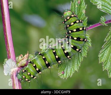 Kaisermotte raupe (Saturnia pavonia), die Pflanzen ernährt. Tipperary, Irland Stockfoto