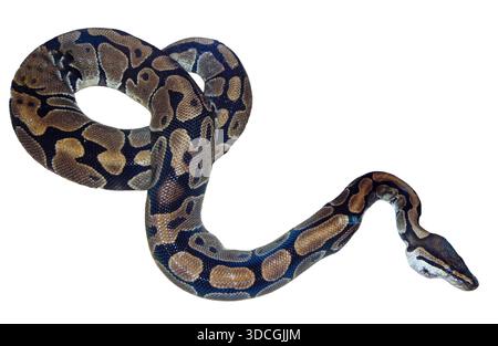 Netzpythonschlange isoliert auf weiß Stockfoto