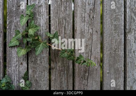 Efeu (Hedera Helix), der zwischen den Latten eines Holzzauns wächst. Stockfoto