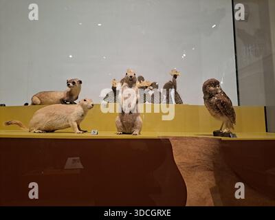 Stellen Sie Präriehunde im Royal Ontario Museum im Queens Park in der Innenstadt von Toronto, Ontario, Kanada aus Stockfoto