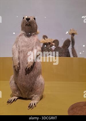Stellen Sie Präriehunde im Royal Ontario Museum im Queens Park in der Innenstadt von Toronto, Ontario, Kanada aus Stockfoto