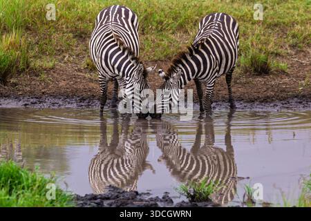 Zwei Zebras trinken aus einem Wasserloch im Serengeti-Nationalpark, Tansania. Sie trinken, weil sie Durst haben. Stockfoto