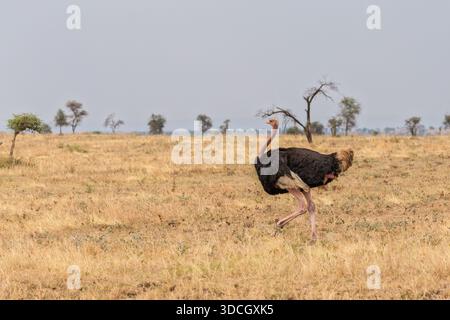 Ein Strauß streift über den Serengeti-Nationalpark in Tansania und zeigt seine beeindruckende Gangart und Anpassung an die afrikanische Savanne. Stockfoto