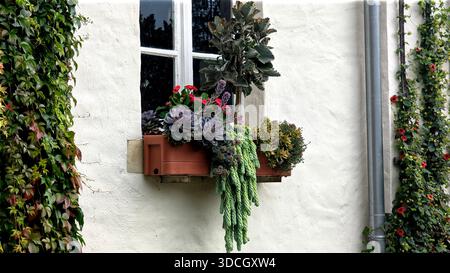 Nahaufnahme einer rustikalen Fensterbox mit verschiedenen Sukkulenten und blühenden Pflanzen auf einer weißen strukturierten Wand im Botanischen Garten Münster Stockfoto