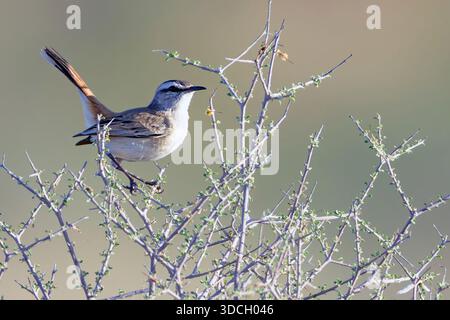 Kalahari Sträucher-Robin (Cercotrichas paena) aus Kgalagadi Transfrontier Park, Südafrika. Stockfoto