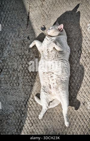 Blick von oben auf eine mollige helle Katze, die bequem auf gemustertem Beton liegt, sich ausdehnt und das warme Sonnenlicht in einer ruhigen Stadt genießt Stockfoto