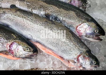 Frisch gefangene ganze Regenbogenforellen auf zerstoßenem Eis mit silbernen Schuppen und leuchtenden Farben auf einem Fischmarkt Stockfoto