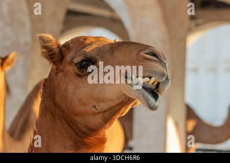 Kamel auf dem Souq Waqif Markt in Doha, Katar Stockfoto