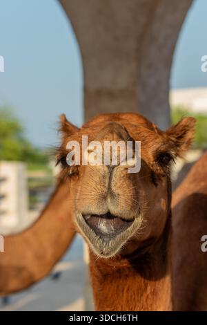 Kamele auf dem Souq Waqif Markt in Doha, Katar Stockfoto