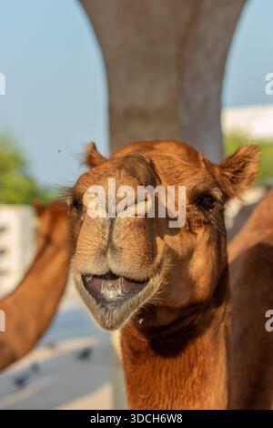 Kamel auf dem Souq Waqif Markt in Doha, Katar Stockfoto