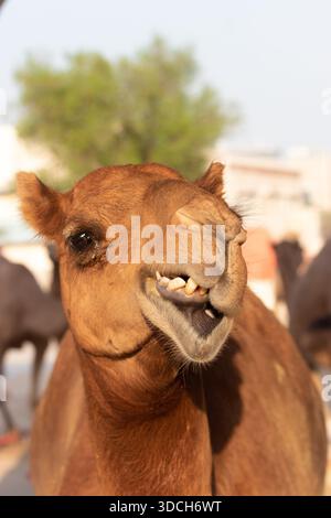Kamel auf dem Souq Waqif Markt in Doha, Katar Stockfoto