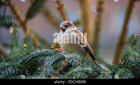 Aufgebauter Haussperling auf festlicher Tannenzweig-Dekoration auf dem charmanten Weihnachtsmarkt in der historischen Altstadt von Bern, Schweiz Stockfoto