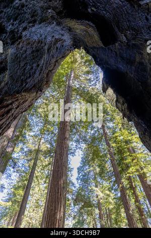 Redwood-Bäume aus dem Inneren eines toten Redwood-Baumes Stockfoto