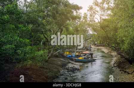 Mehrere alte, kaputte Holzfischboote ruhen auf einem schlammigen Ufer in der Nähe eines tropischen Mangrovenwaldes und Stegs. Stockfoto