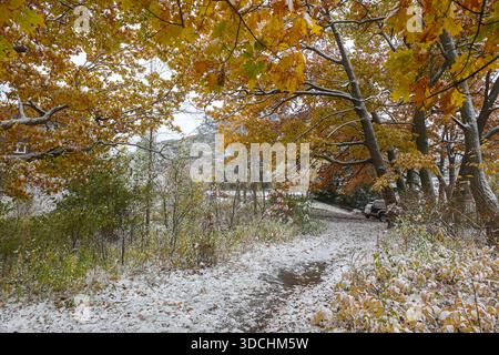 Toronto, ON, Kanada - 9. November 2025: Schnee in der Frühsaison bedeckt Pflanzen und gefallene Blätter in einem Toronto Park. Goldenes Laub hängt immer noch an Tre Stockfoto