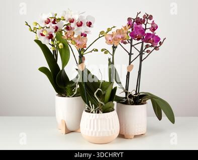 Sammlung mehrfarbiger Orchideen in hängenden Töpfen isolierter Naturhintergrund mit Beschneidungspfad Stockfoto