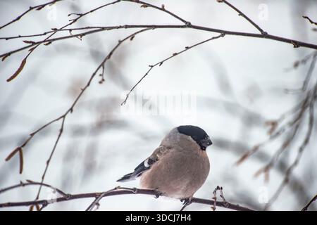 Im Winter sitzt ein Weibchen auf einem Ast Stockfoto