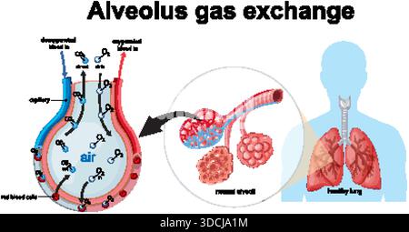 Vektordiagramm des alveolären Gasaustauschprozesses, Sauerstoff- und Kohlendioxidfluss, markierte anatomische Strukturen Stock Vektor
