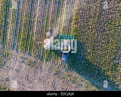 CANELONES, URUGUAY - 8. JULI 2024: Von oben nach unten gezeigte Ansicht eines Mähdreschers, der auf einem Maisfeld arbeitet und während der Ernte geometrische Muster erzeugt Stockfoto