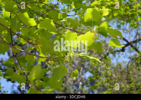 Ein Blick auf sonnendurchflutete Äste des Tulpenbaums (Liriodendron) mit frisch platzierenden Blättern im Frühling. Sirius. Region Krasnodar. Russland Stockfoto