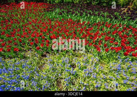 Rote Tulpen, dunkelviolette Tulpen und blaue Traubenhyazinthen wachsen in dichten, bunten Reihen in einem Landschaftsgarten Stockfoto